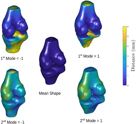 Regularized Multi-Structural Shape Modeling of the Knee Complex based on Deep Functional Maps